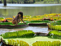 Victoria Regia größter Lotos der Welt