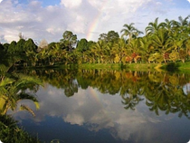 Landschaft Amazonas Leticia