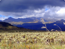 Purace Nationalpark - Paramo - Kolumbien