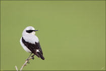 Traquet motteux mâle (Oenanthe oenanthe) © JLS