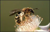 Colletes succinctus - Pyrénées atlantiques - 64 ©JlS