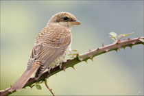 Pie grièche écorcheur juvénile (Lanius collurio) © JLS