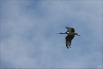 Cigogne noire (Ciconia nigra) - Migration © JLS