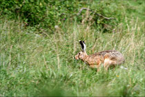 Lièvre brun (Lepus europaeus) © JLS