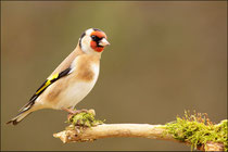 Chardonneret élégant (Carduelis carduelis) © JLS