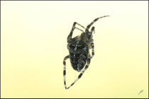 Epeire diadème (Araneus diadematus) - Pyrénées atlantiques - 64 ©JlS