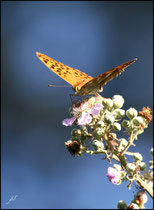 Tabac d'Espagne (Argynnis paphia) - Pyrénées atlantiques - 64 ©JlS