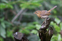 Rougegorge familier juvénile (Erithacus rubecula) © JLS