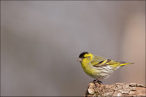 Tarin des Aulnes (Carduelis spinus) © JLS