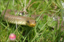 Couleuvre d'Esculape (Zamenis longissimus) © JLS