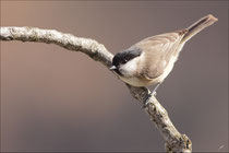 Mésange nonnette (Poecile palustris) © JLS