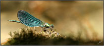 Caloptéryx vierge (Calopteryx virgo) - Pyrénées atlantiques - 64 ©JlS