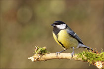 Mésange charbonnière (Parus major) © JLS