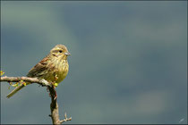 Bruant zizi femelle (Emberiza cirlus)© JLS