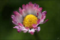 Pâquerette (Bellis perennis) - Pyrénées Atlantiques - 64 ©JlS