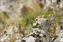 Traquet motteux mâle (Oenanthe oenanthe) © JLS