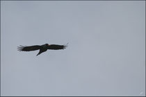 Crave à bec rouge (Pyrrhocorax pyrrhocorax) © JLS