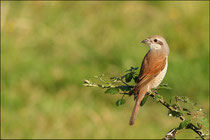 Pie grièche écorcheur femelle (Lanius collurio) © JLS