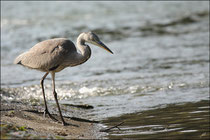 Héron cendré (Ardea cinerea) © JLS