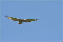 Circaète jean le blanc (Circaetus gallicus) © JLS