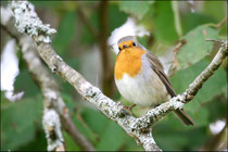 Rougegorge familier (Erithacus rubecula) © JLS