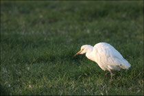 Héron garde boeuf (Bubulcus ibis) © JLS