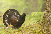 Grand tétras - Coq de bruyère  (Tetrao urogallus aquitanicus) © JLS