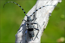 Rosalie des Alpes ou Rosalie alpine  (Rosalia alpina)  © JLS