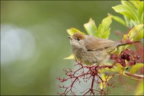 Fauvette tête noire femelle (Sylvia atricapilla) © JLS