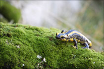 Salamandre tachetée (Salamandra salamandra fastuosa) © JLS