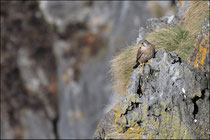 Faucon crécerelle (Falco tinnunculus) © JLS
