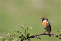 Tarier pâtre mâle (Saxicola rubicola) © JLS