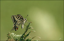 Le Machaon (papilio machaon) - Pyrénées atlantiques - 64 ©JlS