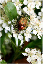 La Cétoine dorée (Cetonia aurata) - Gironde - 33 ©JlS