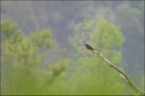 Coucou gris (Cuculus canorus) © JLS