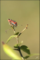 Lygaeus equestris - Pyrénées atlantiques - 64 ©JlS