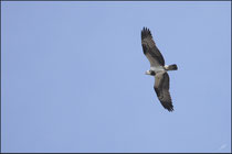 Balbuzard pêcheur (Pandion halietus) © JLS