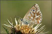 Argus bleu-nacré (Lysandra coridon) - Pyrénées atlantiques - 64 ©JlS