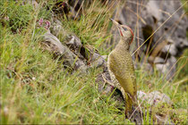 Pic vert (Picus viridis) © JLS