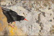 Crave à bec rouge (Pyrrhocorax pyrrhocorax) © JLS