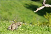 Chat forestier (Felis silvestris silvestris) © JLS