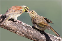 Bruant zizi, mâle adulte et juvénile (Emberiza cirlus) © JLS