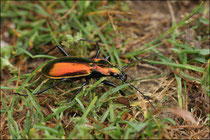 Carabe splendide (Carabus splendens) © JLS