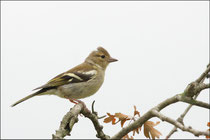 Pinson des arbres femelle (Fringilla coelebs) © JLS