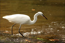 Aigrette garzette (Egretta garzetta) © JLS