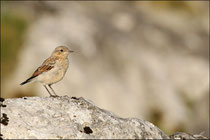 Traquet motteux juvénile (Oenanthe oenanthe) © JLS