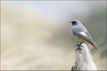 Rougequeue noir mâle (Phoenicurus ochruros) © JLS