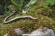 Orvet fragile (Anguis fragilis) © JLS