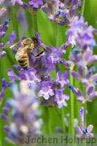 Biene im Lavendel