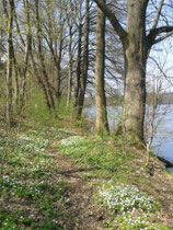 Blütenteppich - Anemonen am Summter See (Christiane Ziller)